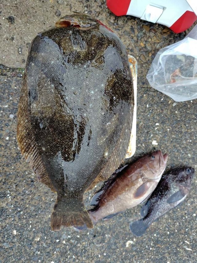 メバル・ヒラメ・ハタ(マハタ)