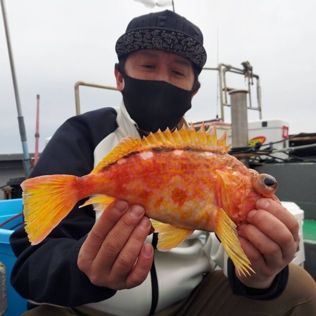 ボッコ(カサゴ)