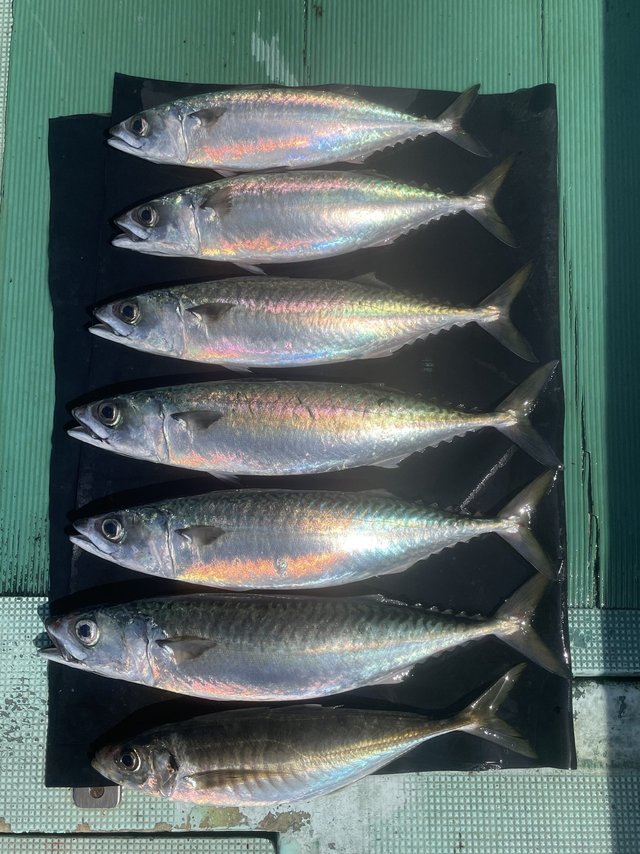 マアジ・マサバ