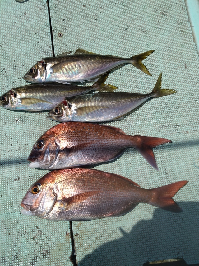 タイ(マダイ)・アジ(マアジ)