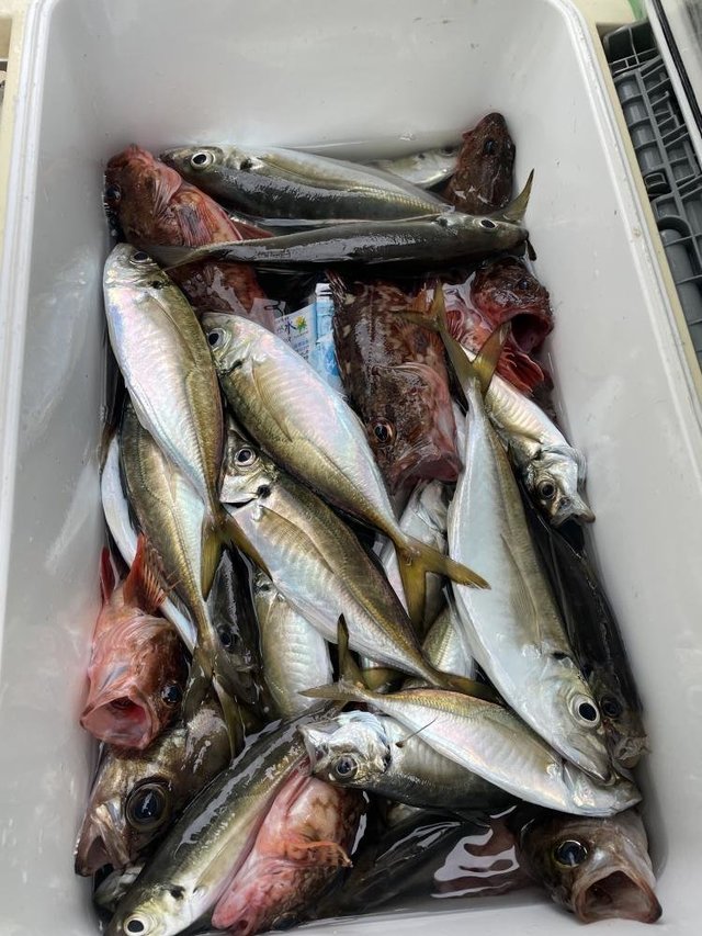 アジ(マアジ)・カサゴ