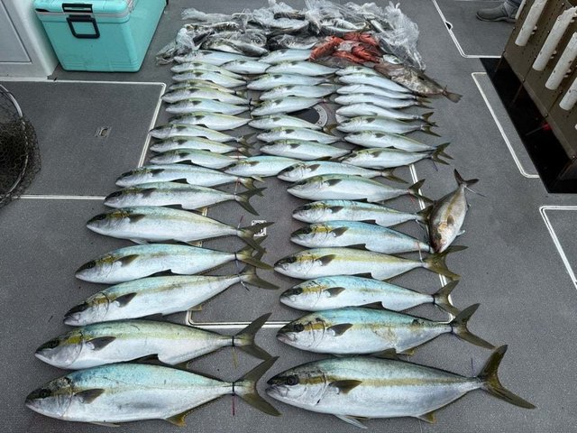 アジ(マアジ)・ヒラマサ・カサゴ