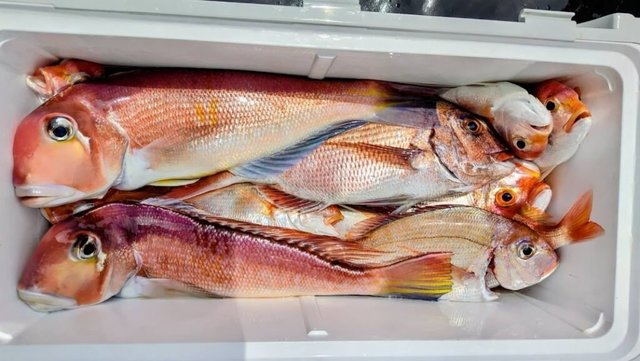 タイ(マダイ)・アマダイ(アカアマダイ)