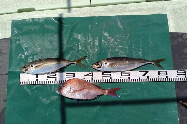 マダイ・マアジ