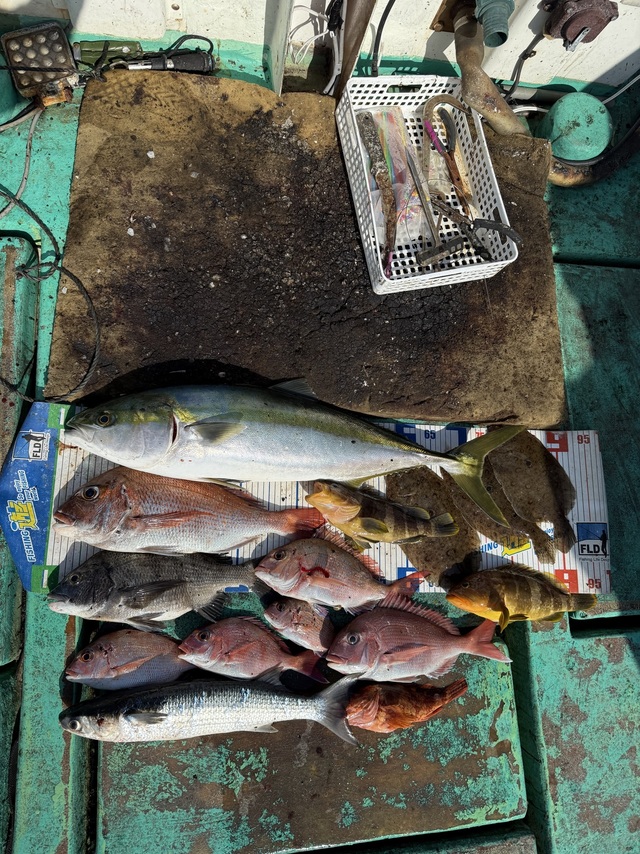 タイ(マダイ)・チヌ(クロダイ)・ブリ・ボラ・ガンゾウヒラメ(ガンゾウビラメ)