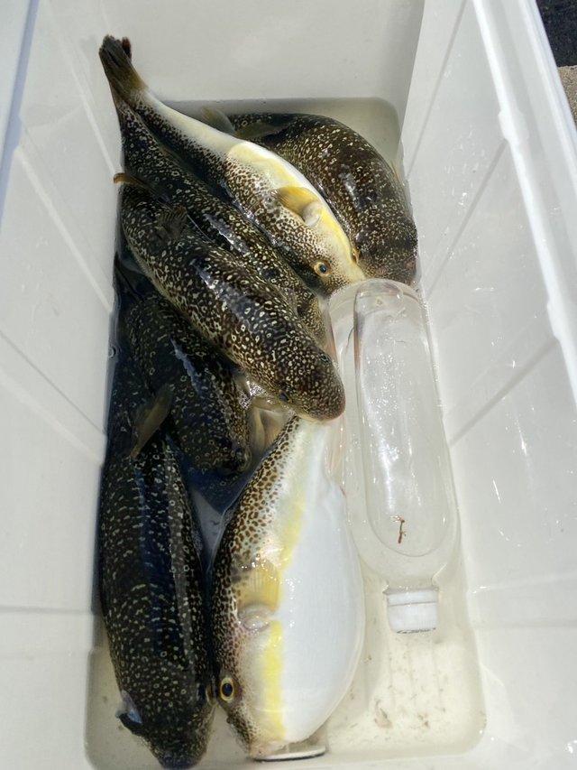 ショウサイフグ