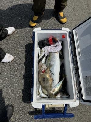 マアジ・ブリ・マトウダイ