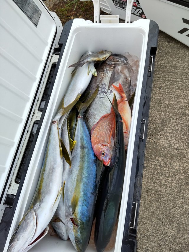 チダイ・ヒラマサ・イサキ・メダイ