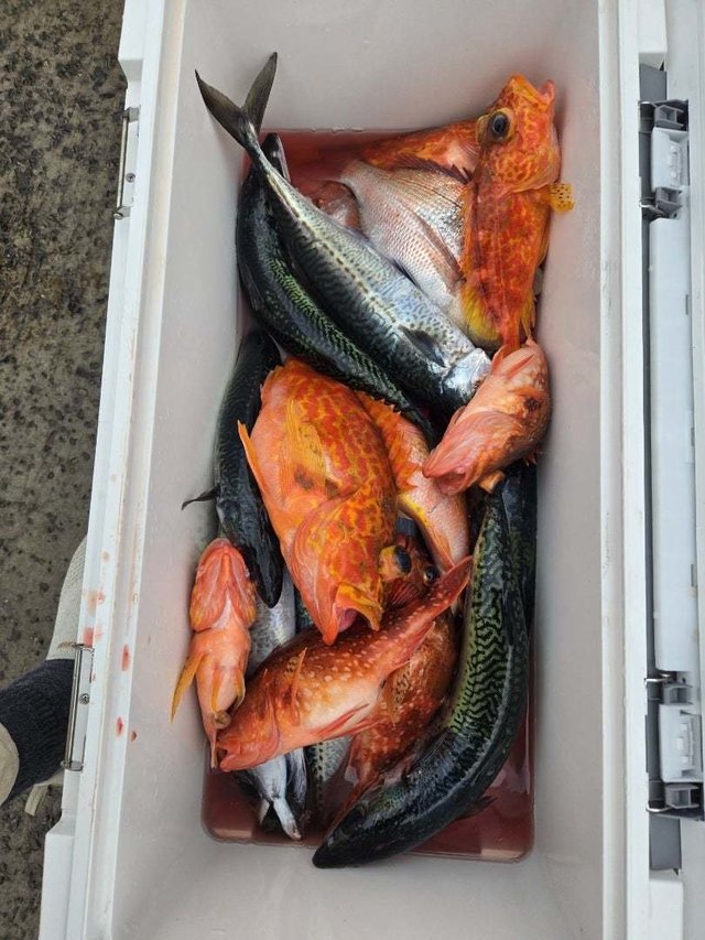 マダイ・オニカサゴ・ウッカリカサゴ・サバ(ゴマサバ)