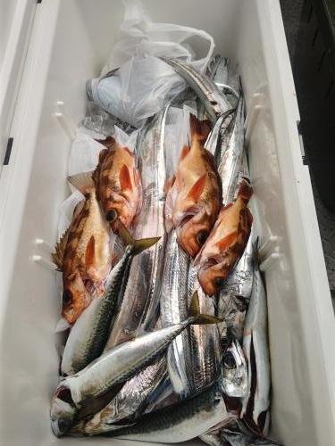 アジ(マアジ)・タチウオ・メバル