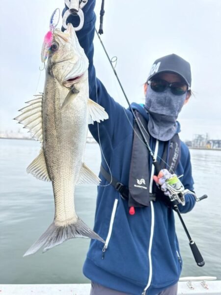 シーバス(スズキ)