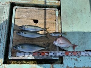 チダイ・マサバ