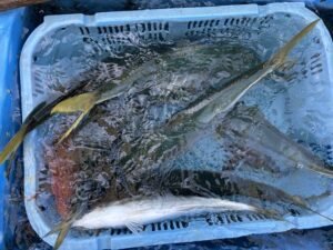 マアジ・ハマチ(ブリ)