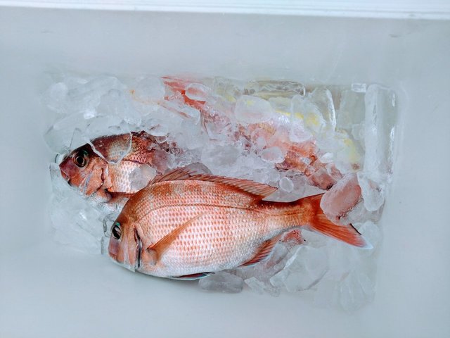 マダイ・イトヨリ(イトヨリダイ)