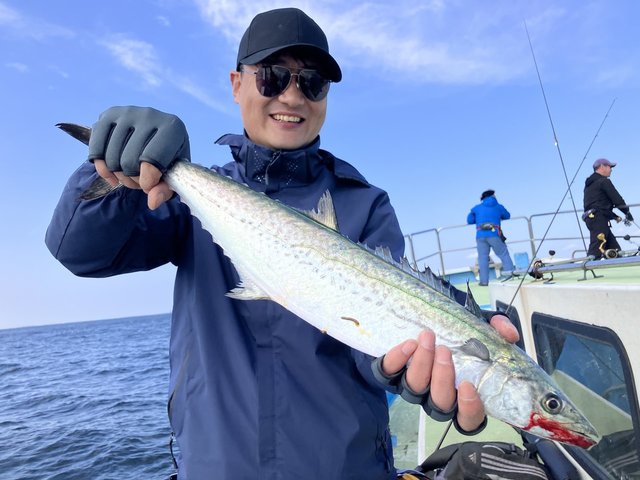 サゴシ(サワラ)