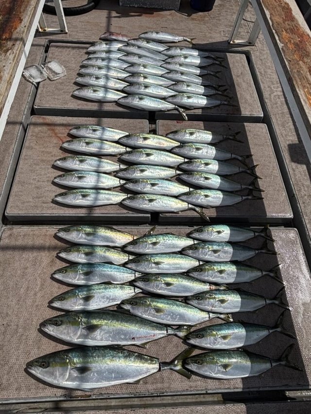 ワラサ(ブリ)・ハマチ(ブリ)