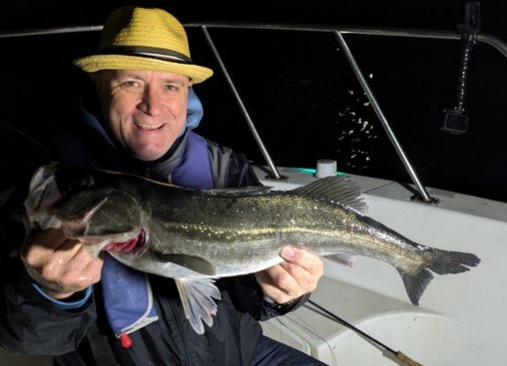 シーバス(スズキ)