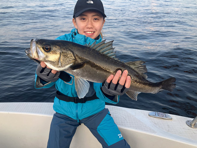 シーバス(スズキ)