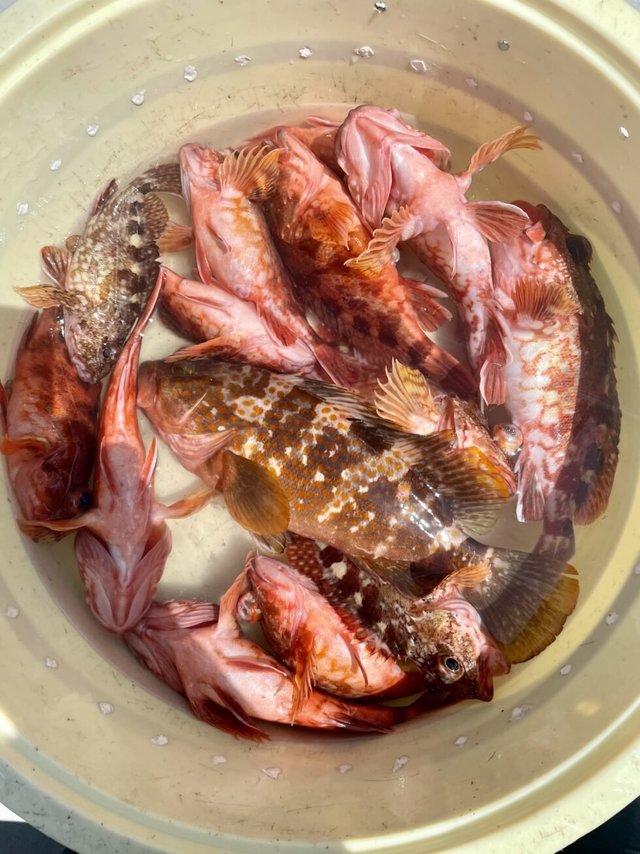 キジハタ・アズキマス(キジハタ)・メバル