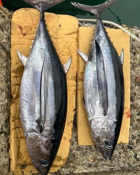 トンボ(ビンナガ)