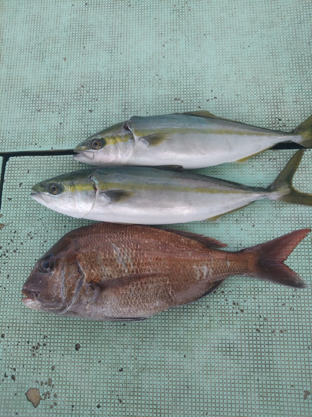 タイ(マダイ)・ハマチ(ブリ)