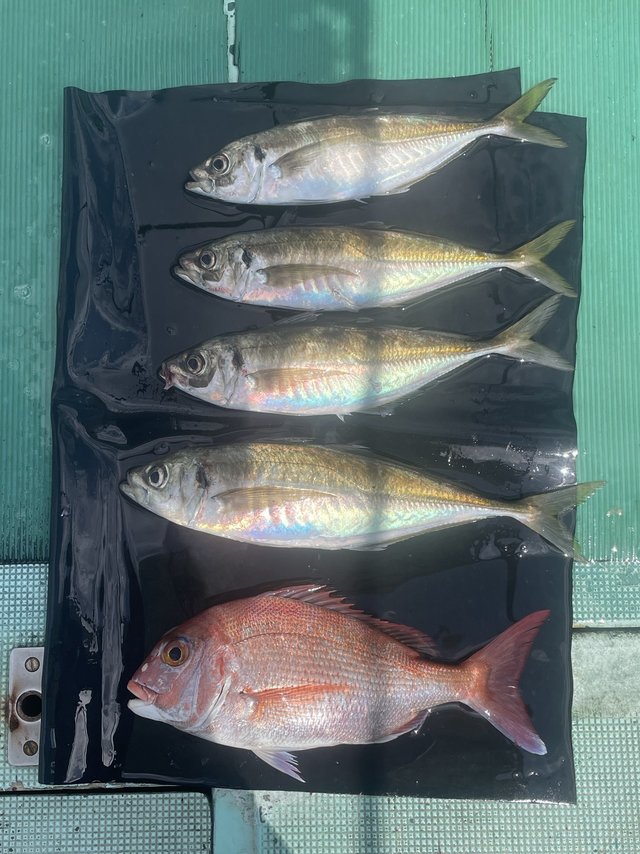 マダイ・マアジ