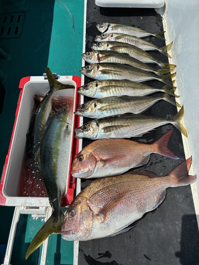 マダイ・マアジ・ブリ