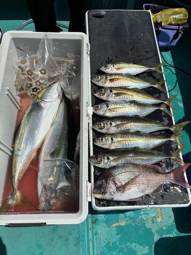 マダイ・マアジ・ブリ