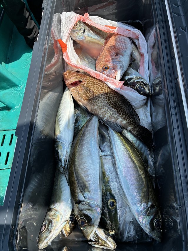 マダイ・マアジ