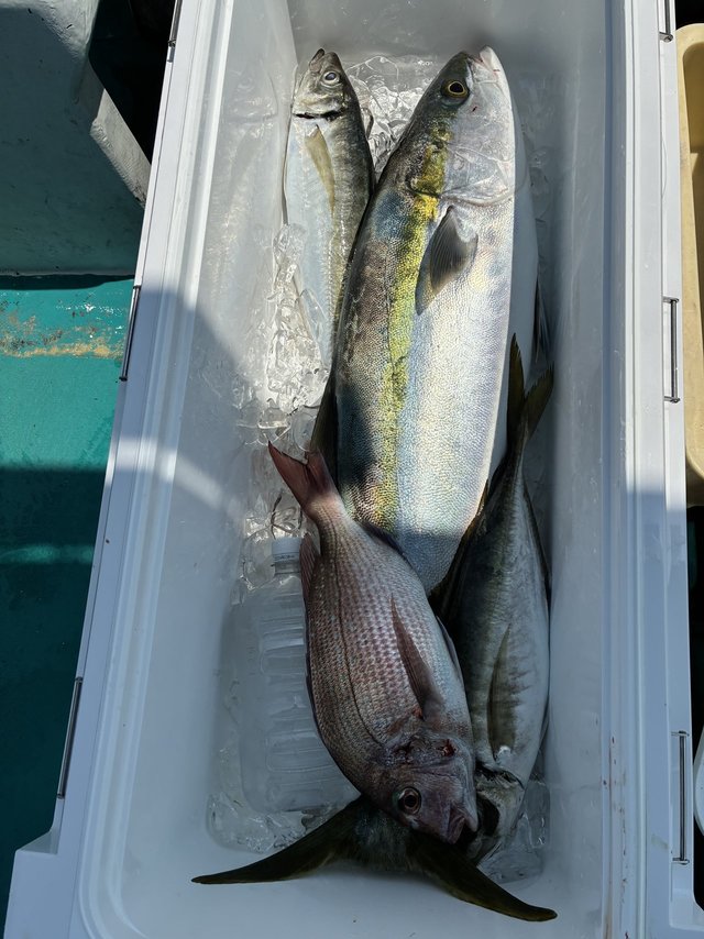 マダイ・マアジ・ブリ