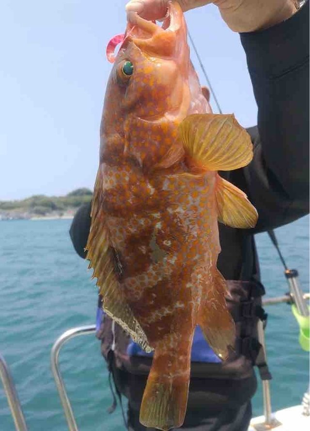 アコウ(キジハタ)