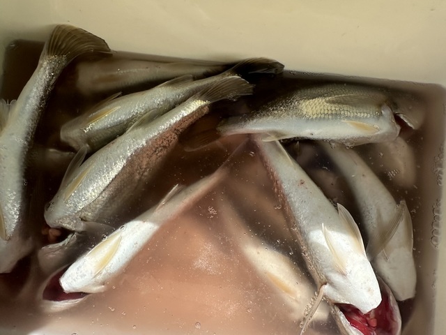 イシモチ(シログチ)