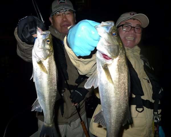 シーバス(スズキ)