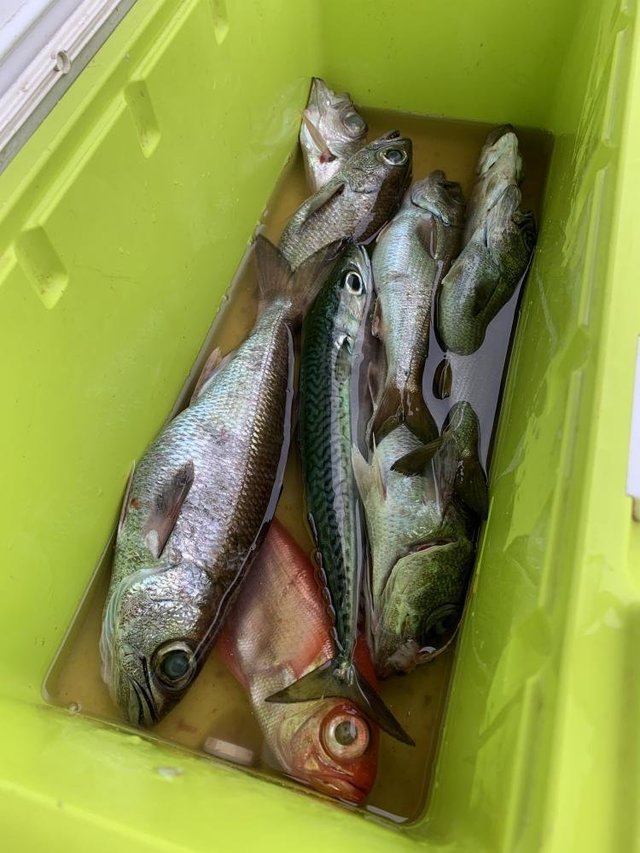 クロムツ・ユメカサゴ・キンメ(キンメダイ)・シロムツ(オオメハタ)・サバ(ゴマサバ)