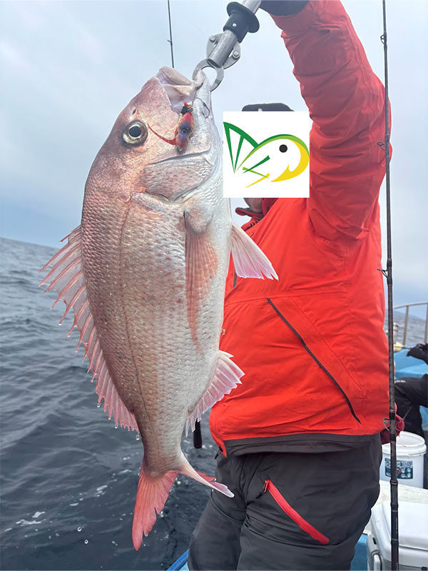 サクラダイ(マダイ)