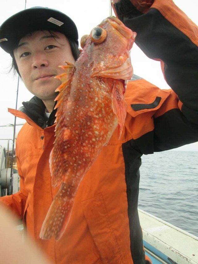 ガシラ(カサゴ)