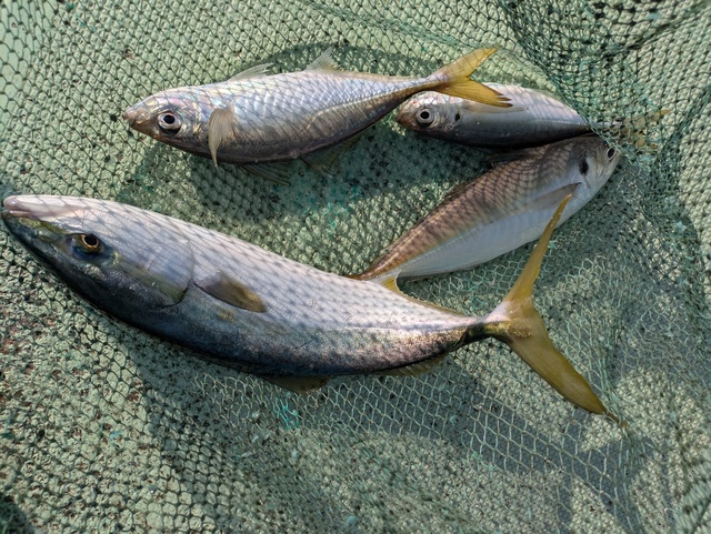 アジ(マアジ)・ハマチ(ブリ)