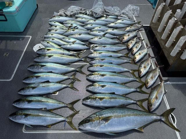 イナダ(ブリ)・ヒラマサ