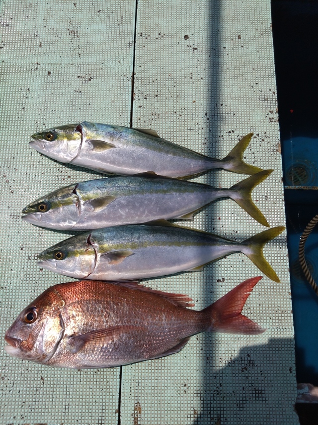 タイ(マダイ)・ハマチ(ブリ)