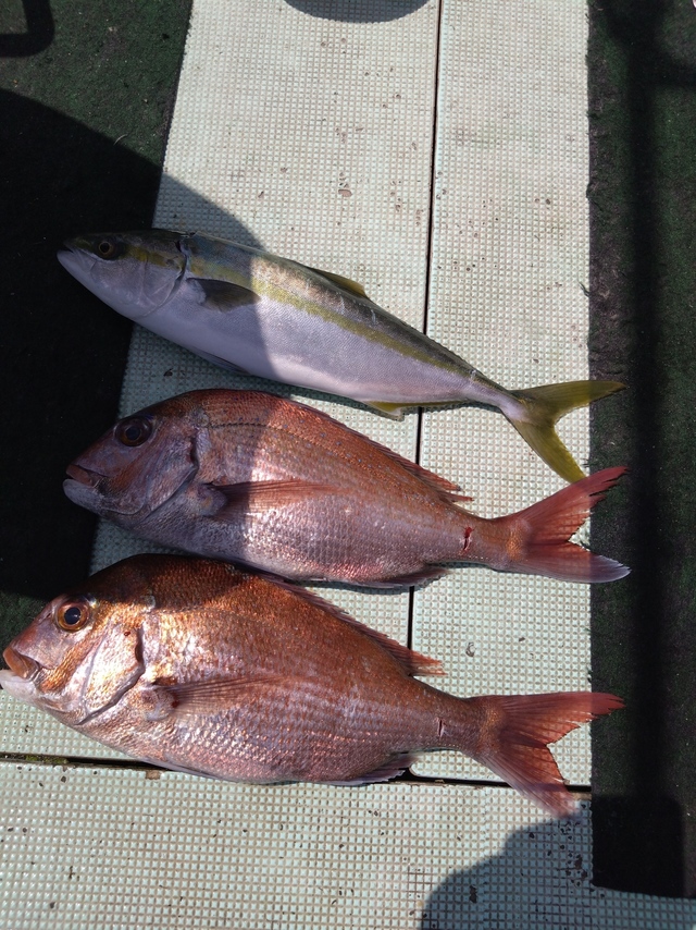 タイ(マダイ)・ハマチ(ブリ)