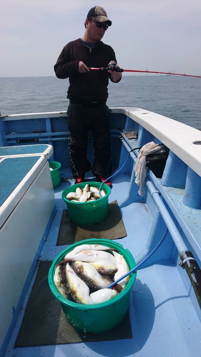 ショウサイフグ