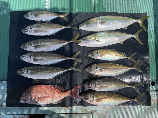 マダイ・マアジ・ハマチ(ブリ)