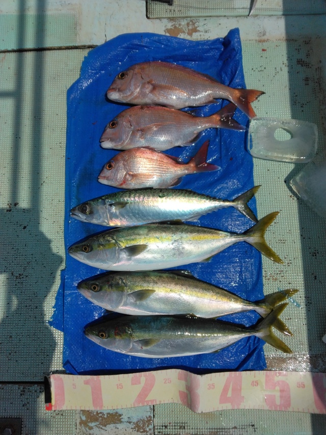 マダイ・ツバス(ブリ)・マサバ