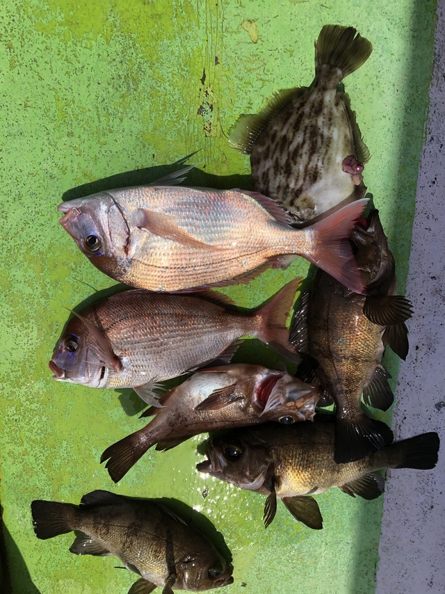 ハナダイ(チダイ)・クロメバル(メバル)