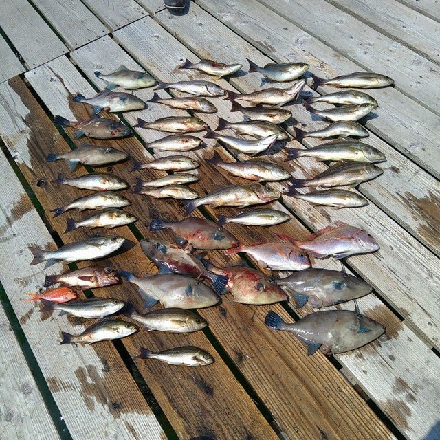 タイ(マダイ)・イサキ・メバル・ウマヅラ(ウマヅラハギ)