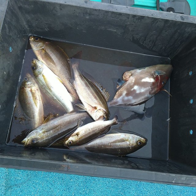 イサキ・ウマヅラ(ウマヅラハギ)