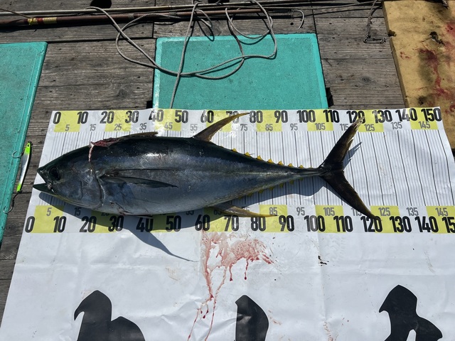 キハダマグロ(キハダ)