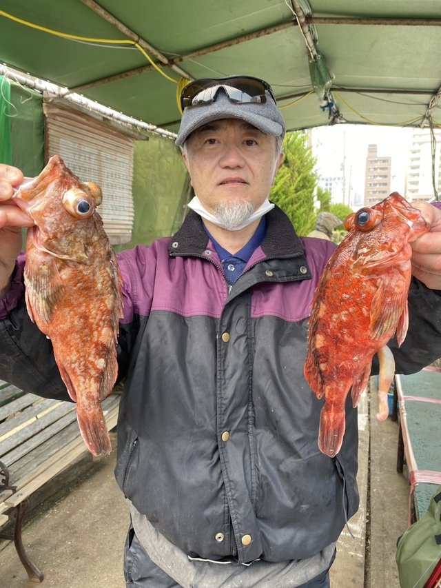 ガシラ(カサゴ)