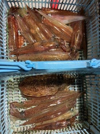 ヤリイカ・コウイカ