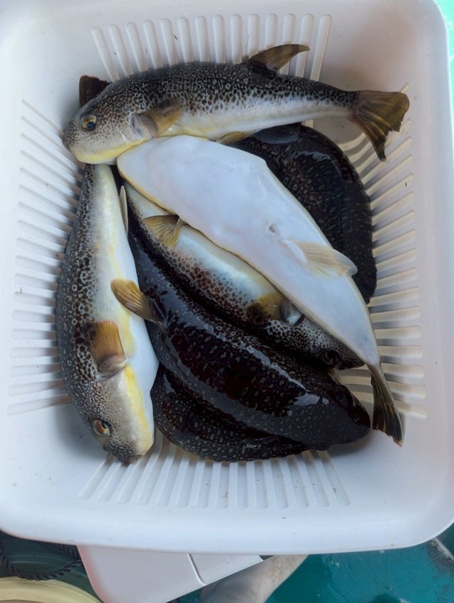 フグ(ショウサイフグ)